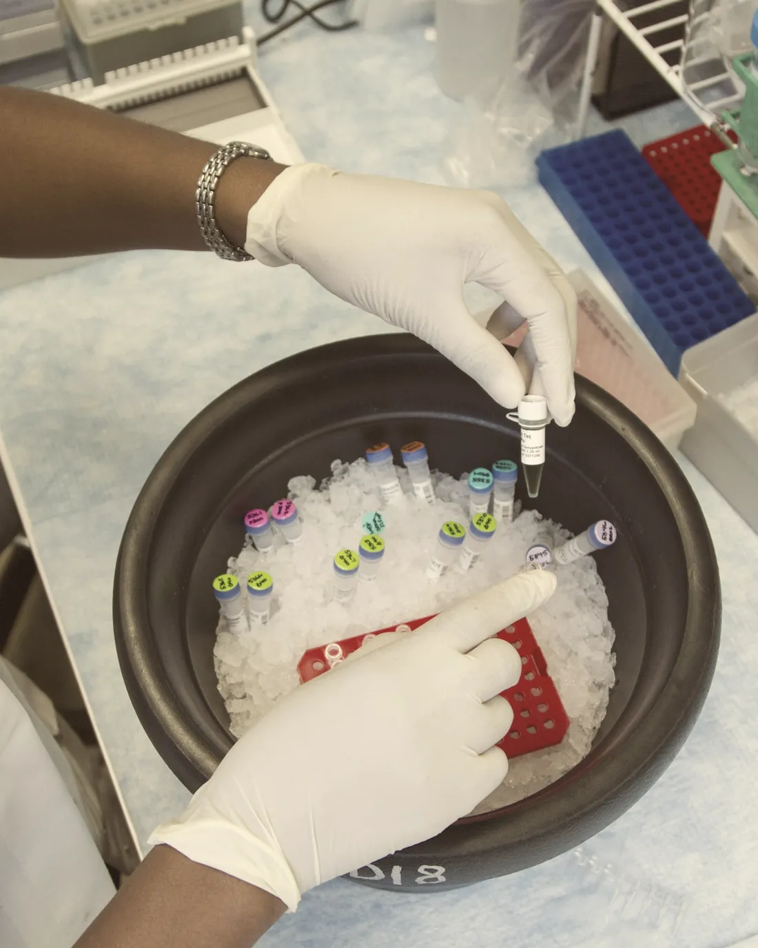 Mãos de luvas organizando tubos de amostras em gelo, numa bancada de laboratório.
